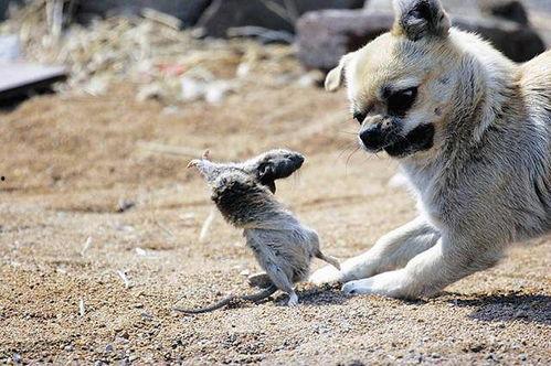 狗抓老鼠新闻爆料视频下载,罕见奇观引发网友热议,视频下载火爆网络 第3张 狗抓老鼠新闻爆料视频下载,罕见奇观引发网友热议,视频下载火爆网络 第3张